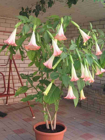 Бругмансия roze