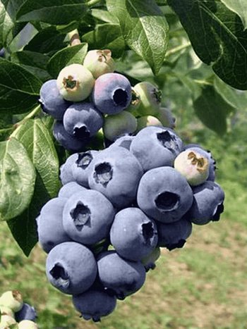 Голубика высокорослая Hannah's Choice