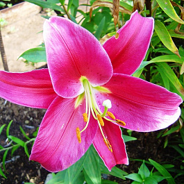 Лилия восточная Дордонь