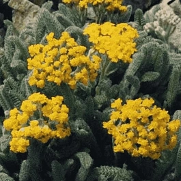 Тысячелистник войлочный Aurea