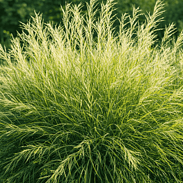 Ива розмаринолистная