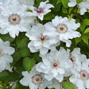 Клематис крупноцветковый Мария Качинская