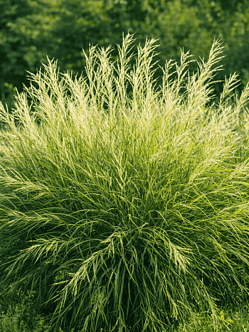 Ива розмаринолистная