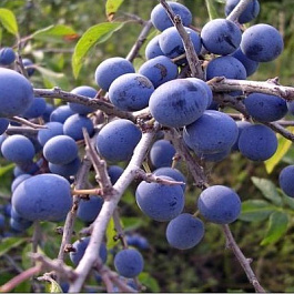 Слива колючая