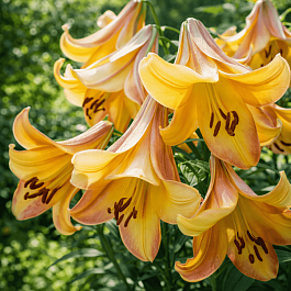 Лилия Rising Moon