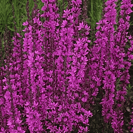 Дербенник иволистный Dropmore purple