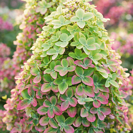 Гортензия метельчатая Metallica