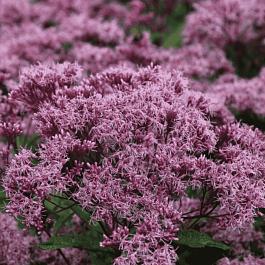 Посконник Phantom