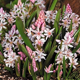 Сцилла (Пролеска) двулистная Rosea