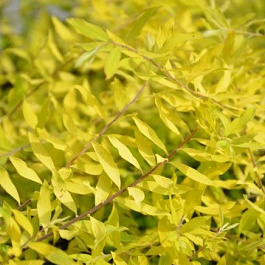 Спирея серая Казиу