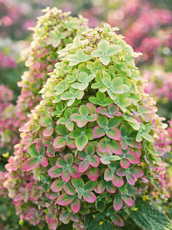 Гортензия метельчатая Metallica