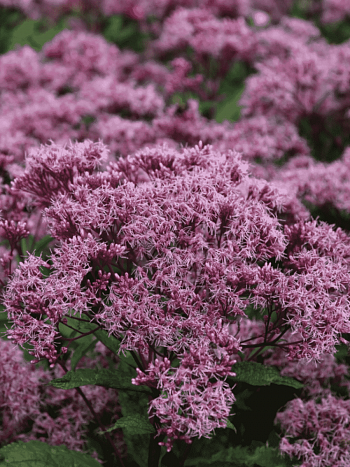 Посконник Phantom