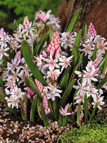 Сцилла (Пролеска) двулистная Rosea