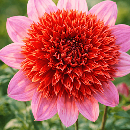 Георгина The Pantom