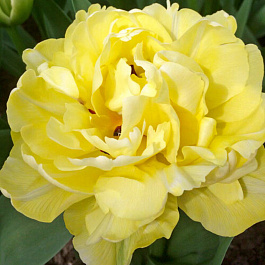 Тюльпан махровый ранний Авангард