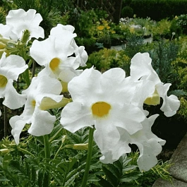 Инкарвиллея Snowtop