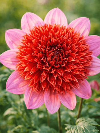 Георгина The Pantom