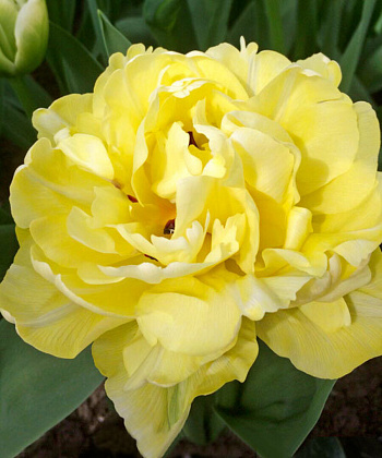 Тюльпан махровый ранний Авангард