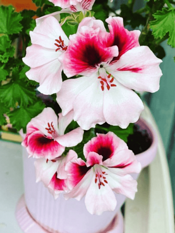 Пеларгония Toscana Florella Bicolour