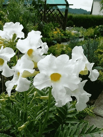 Инкарвиллея Snowtop