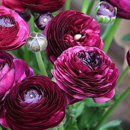 Лютик азиатский Пепл