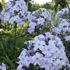 Флокс метельчатый Флидеренциан