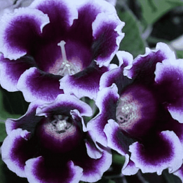 Глоксиния Avanti Blue