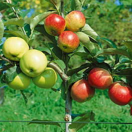 Дерево-сад (3-4х летка) яблоня 4 сорта Россошанское багряное-Спартан-Кандиль Орловский-Мелба Дерево-сад (3-4х летка) яблоня 4 сорта Россошанское багряное-Спартан-Кандиль Орловский-Мелба