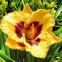 Лилейник гибридный Блэкберри Кенди