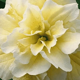 Лилейник Bowl of Cream