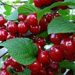 Вишня войлочная Океанская Вировская