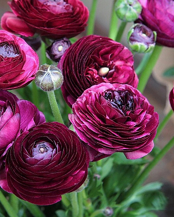 Лютик азиатский Пепл