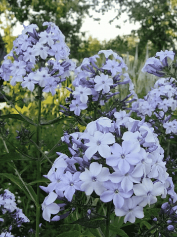 Флокс метельчатый Флидеренциан