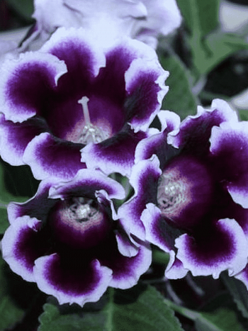 Глоксиния Avanti Blue