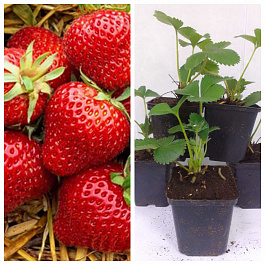 Земляника садовая Магнус НАБОР 5ШТ