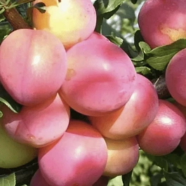 Алыча гибридная Июльская Роза