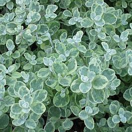 Гелихризум (Бессмертник) черешковый Variegata