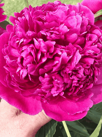 Пион Молочноцветковый AUGUSTIN D'HOUR