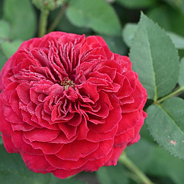 Роза английская чайно-гибридная Тесс