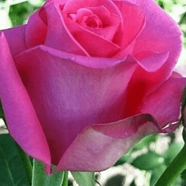 Роза штамбовая Ravel