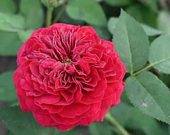 Роза английская чайно-гибридная Тесс