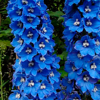 Дельфиниум высокий Арлекин