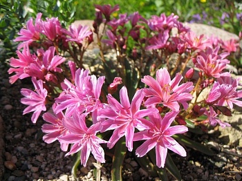 Левизия длиннолепестковая Plum