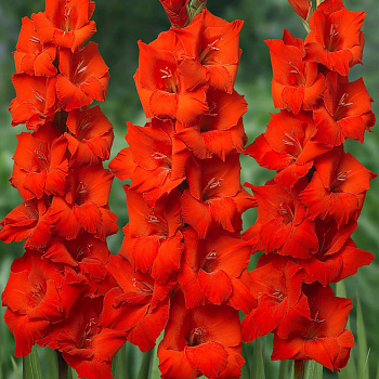 Гладиолус крупноцветковый Хантинг Сонг Гладиолус крупноцветковый Хантинг Сонг