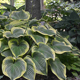 Хоста Final Victory