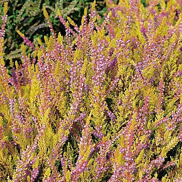 Вереск обыкновенный Боскоп