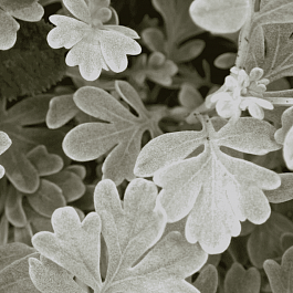 Полынь Стеллера Boughton Silver