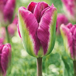 Тюльпан Nightrinder