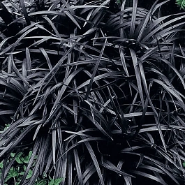 Офиопогон плоскострелый Niger