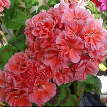 Пеларгония зональная Дивас Петиткоат